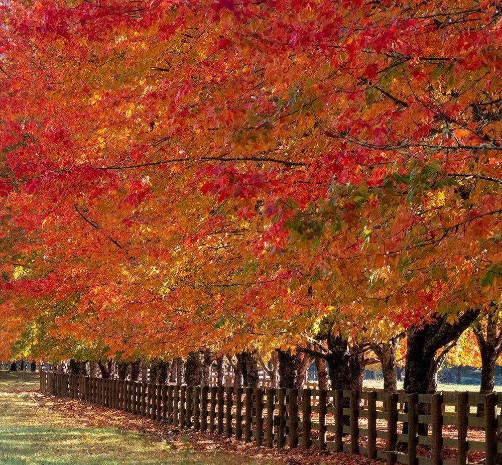 USA-Washington State-North Bend fence and tree lined driveway in fall colors art print by Sylvia Gulin for $57.95 CAD